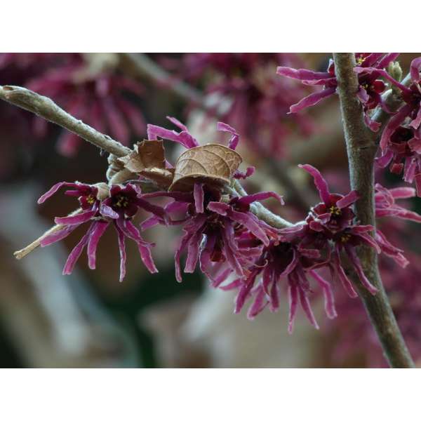 Hamamelis vernalis'Amethyst' 