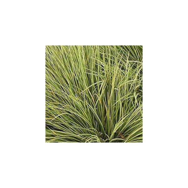 Acorus gramineus'Argentiostriatus'