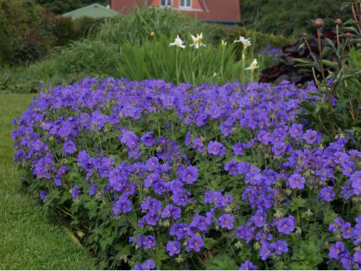 Geranium magnificum'Anemoneflorum'
