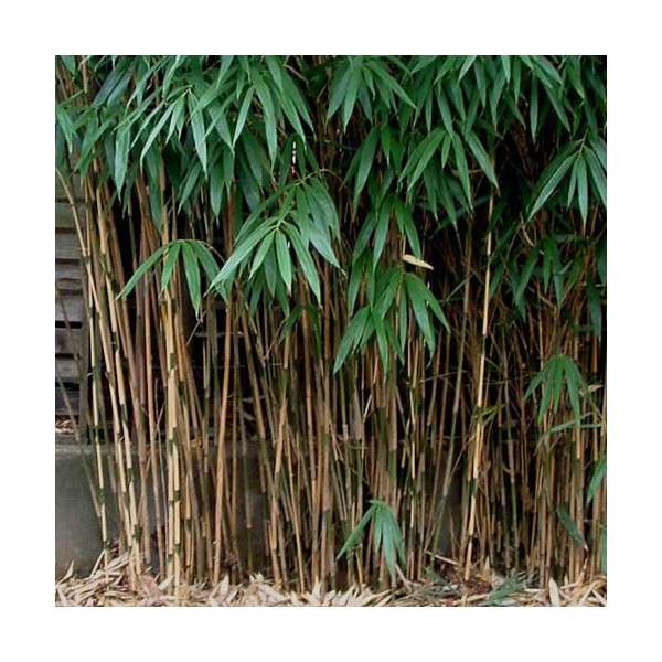 Pseudosasa japonica-Bamboe 