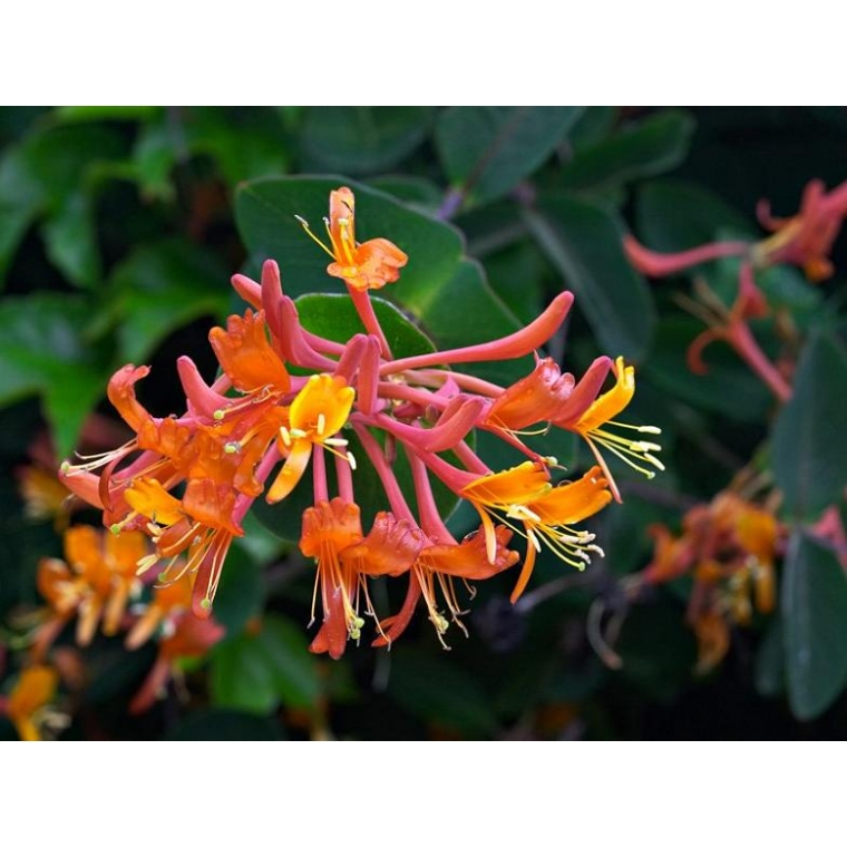 Lonicera brownii'Dropmore Scarlet' 