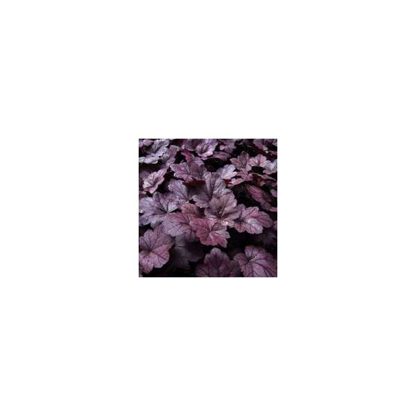 Heuchera'Grape Soda'