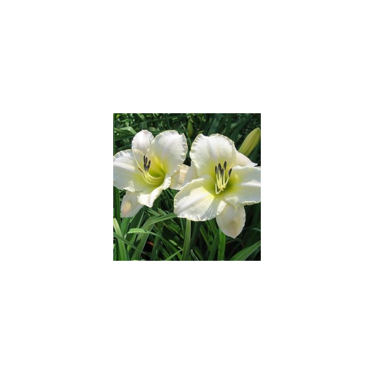 Hemerocallis'Arctic Snow'