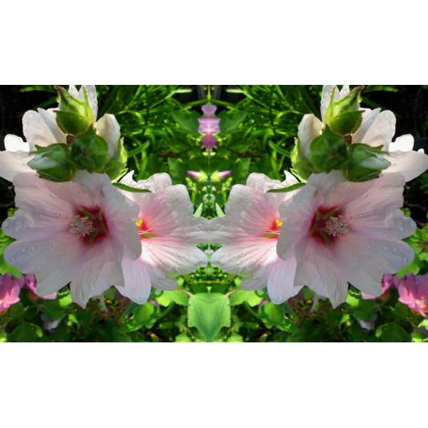 Lavatera'Blushing Bride'