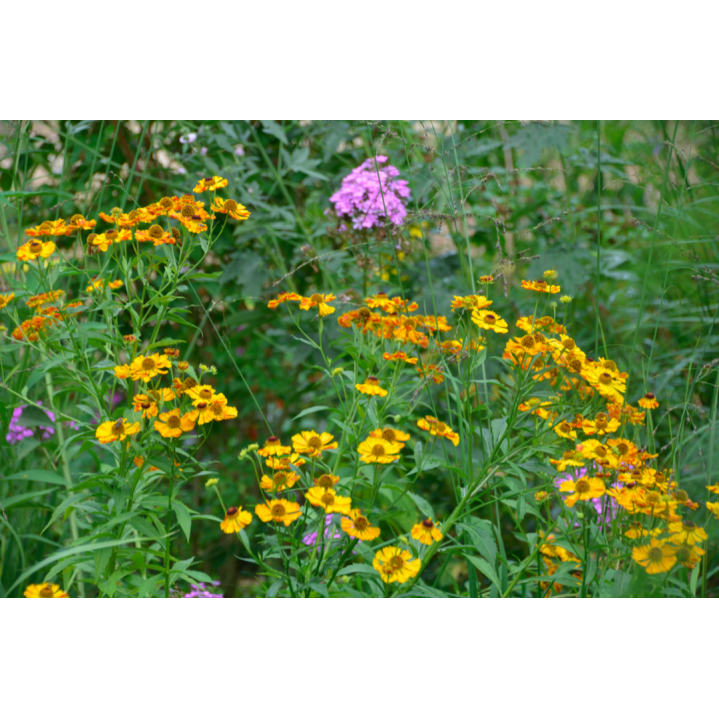 Helenium'Amber Dwarf'