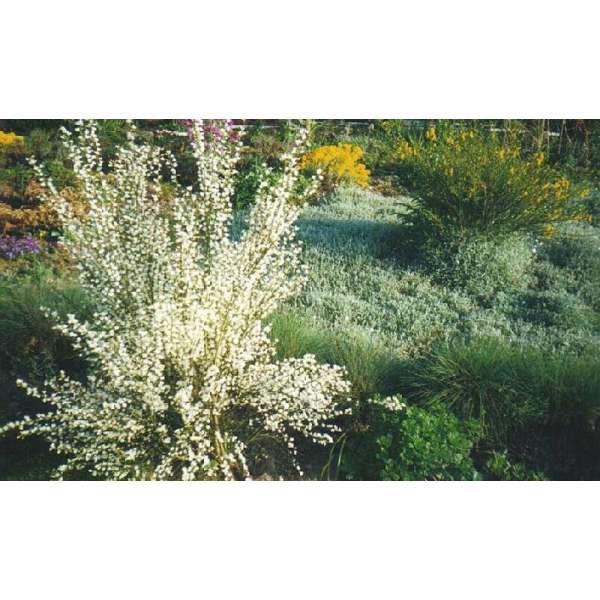 Cytisus praecox'Albus' 