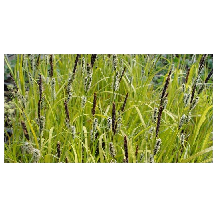 Carex elata'Aurea'