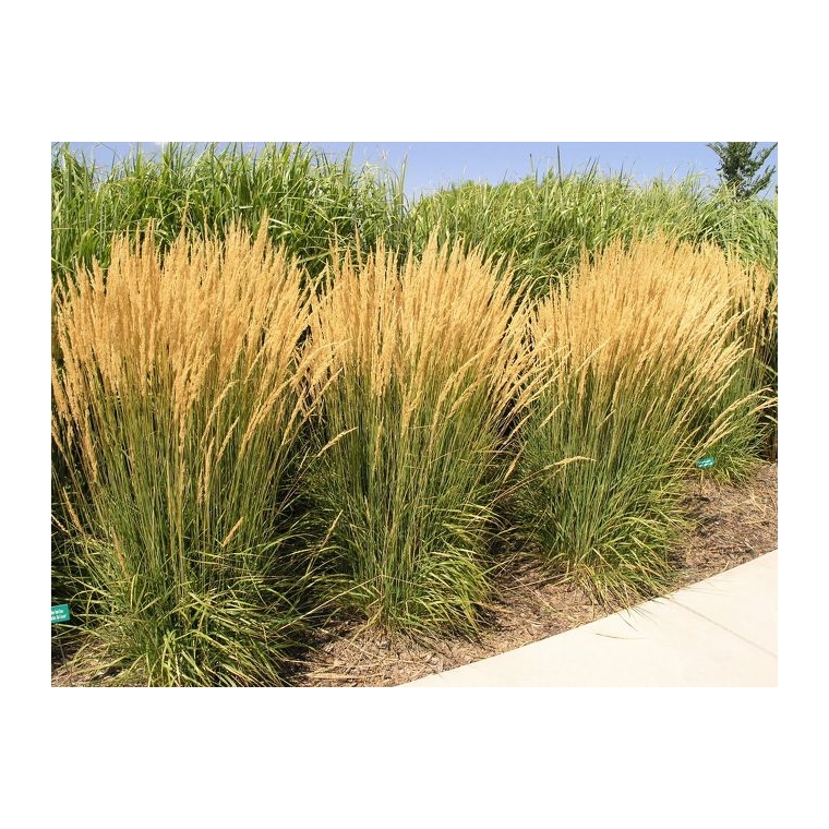 Calamagrostis acutiflora'Karl Foerster'
