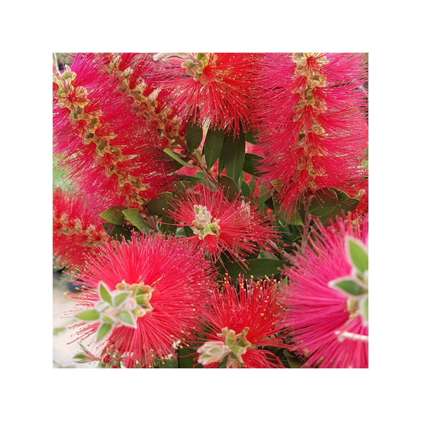 Callistemon lasvis 