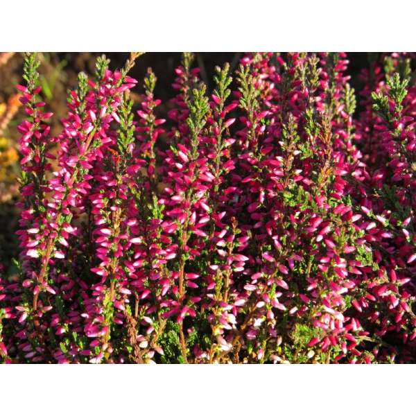 Calluna vulgaris'Athene' 