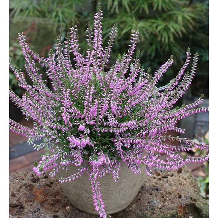 Calluna vulgaris'Hilda' 