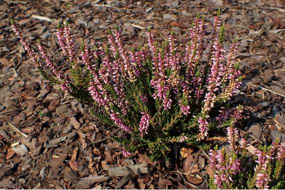 Calluna vulgaris'Gina' 