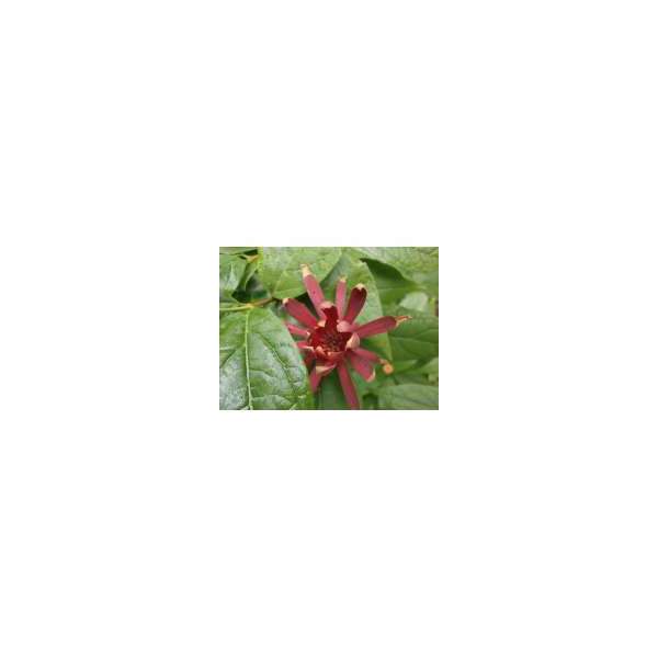 Calycanthus floridus 