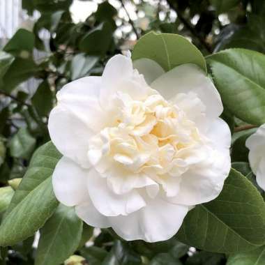 Camellia japonica'Snowball' 