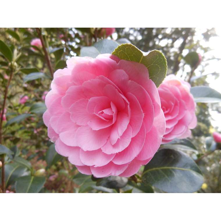 Camellia williamsii'E.G.Waterhouse'