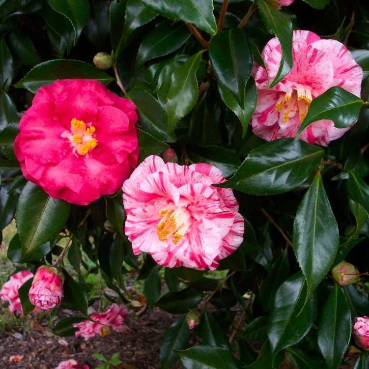 Camellia japonica'Tricolor' 