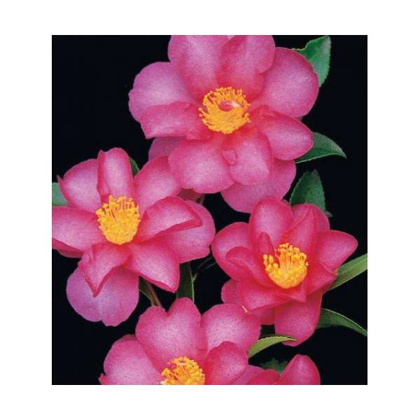 Camellia sasanqua'Hiryu' 
