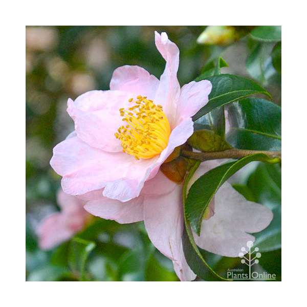 Camellia sasanqua'Cleopatra 