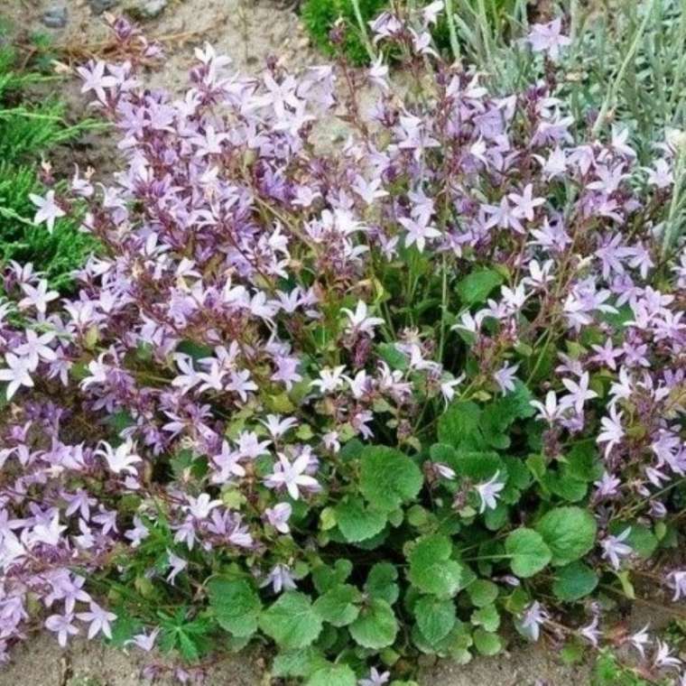 Campanula poscharskyana'Lisduggan Variety'