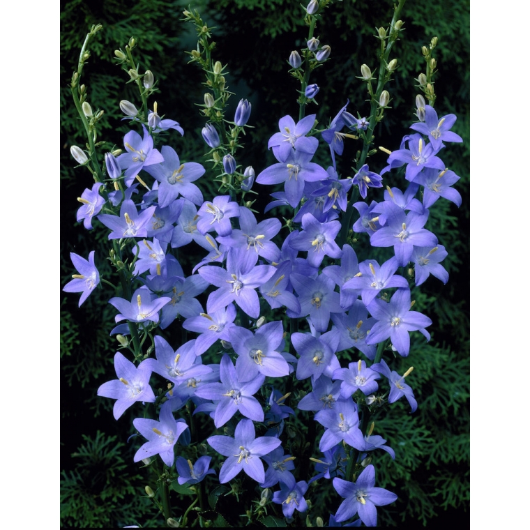 Campanula pyramidalis