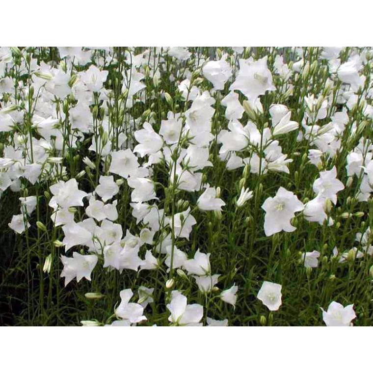 Campanula persicifolia'Alba'