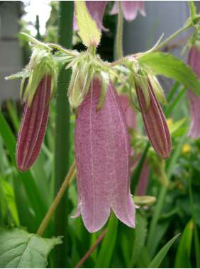 Campanula punctata'Rubra'