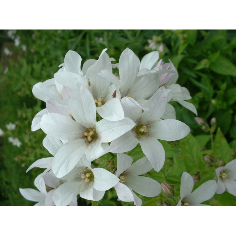 Campanula lactiflora'White Pouffe'