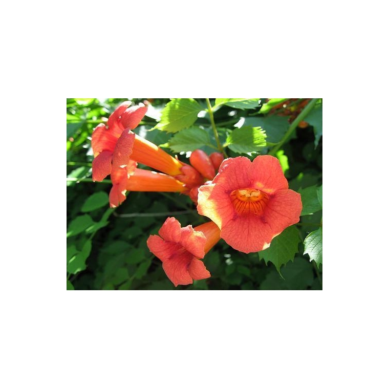 Campsis radicans 