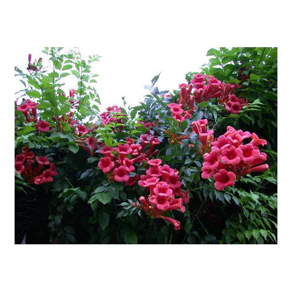 Campsis radicans'Atropurpurea' 