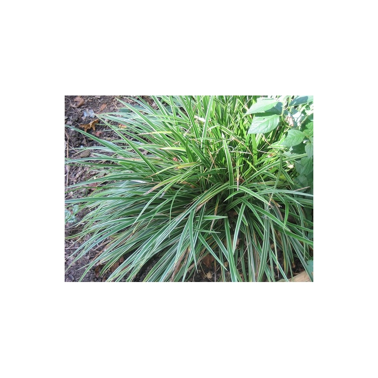 Carex morrowii'Variegata'