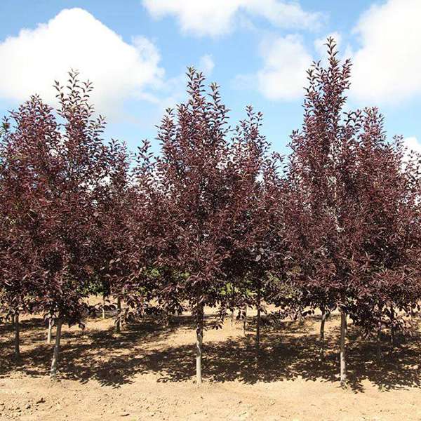 Prunus virginiana'Canada Red' 