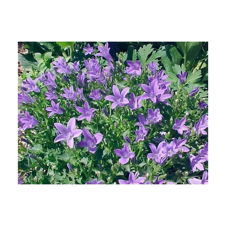 Campanula poscharskyana'Stella'