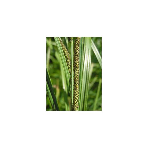 Carex acuta
