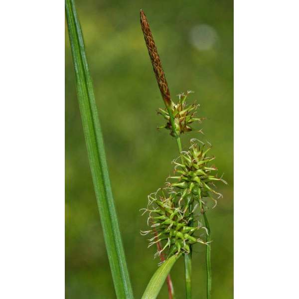 Carex flava