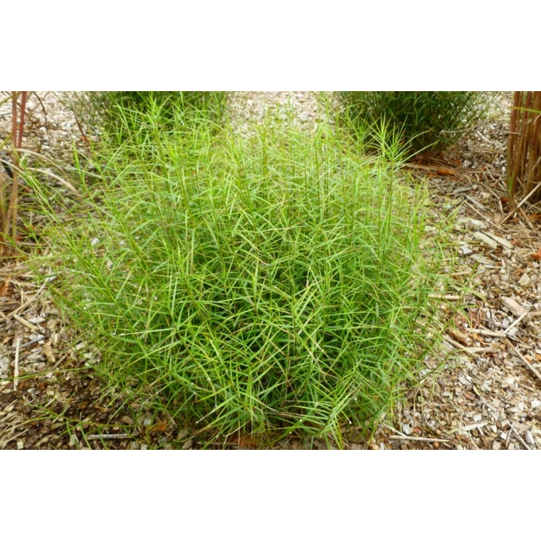 Carex muskingumensis'Little Midge'