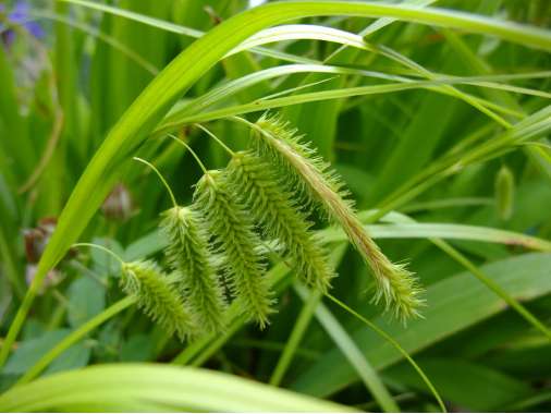 Carex pseudocyperus