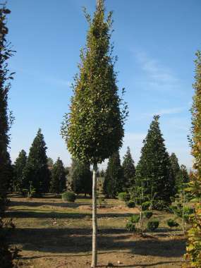 Carpinus betulus'Fastigiata' 