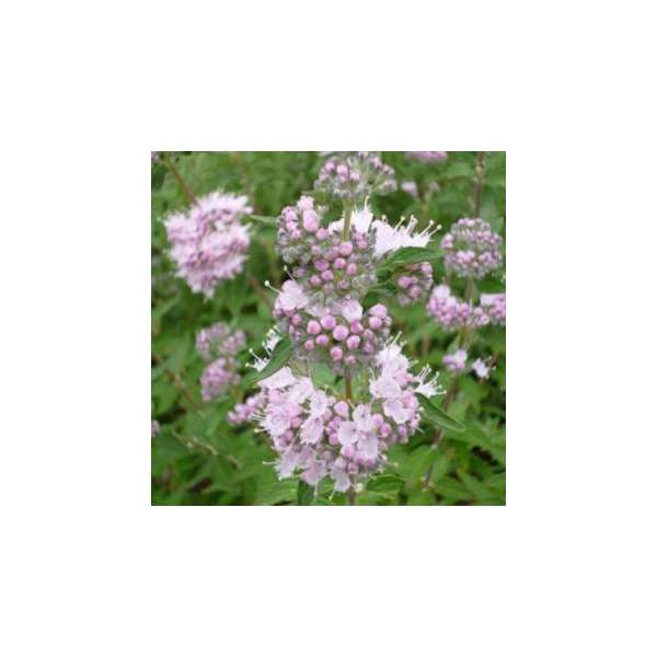 Caryopteris clandonensis'Pink Perfection' 