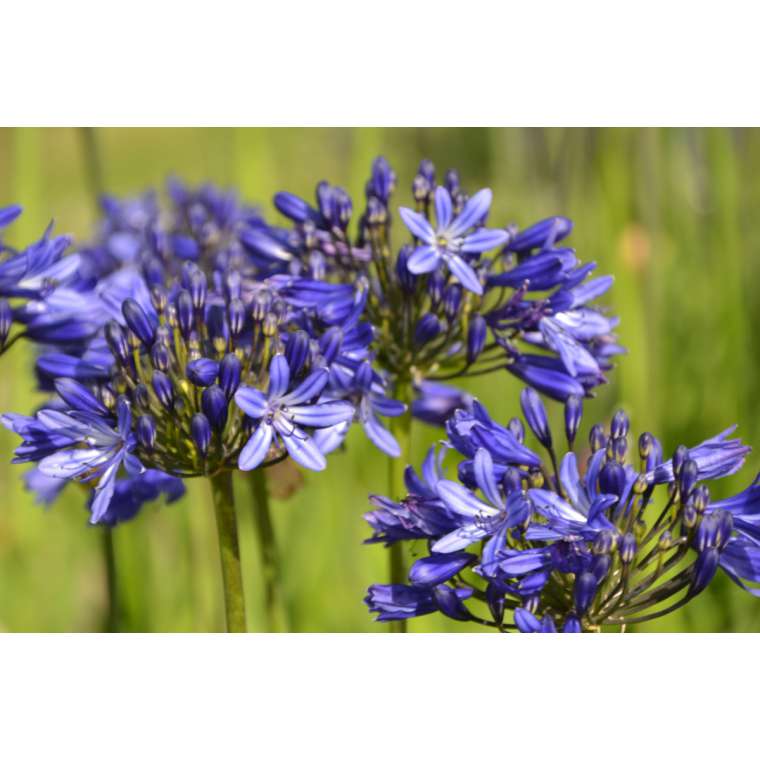 Agapanthus'Elegance blue' 