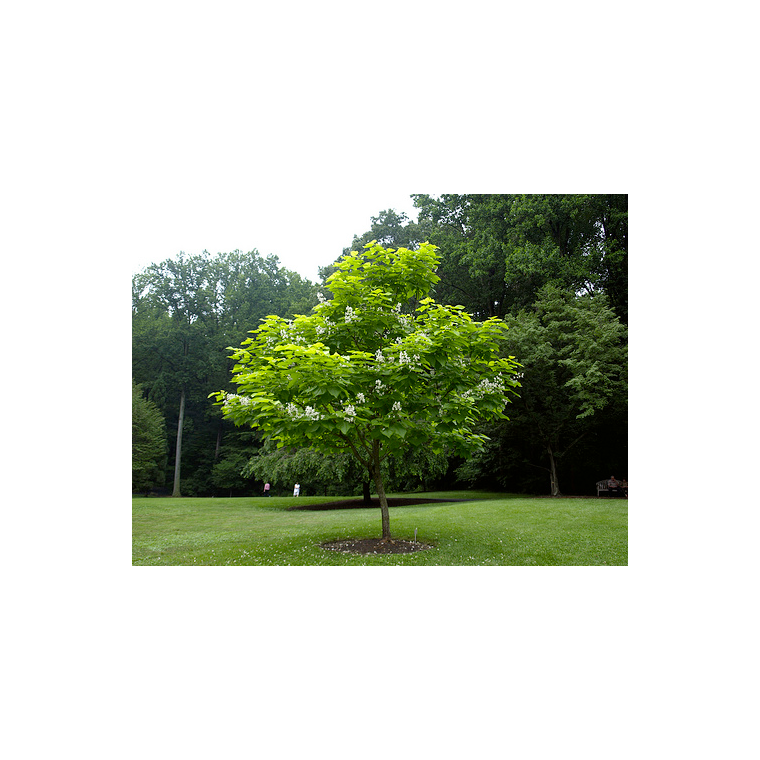 Catalpa bignonioides 