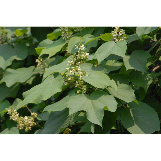 Catalpa ovata 