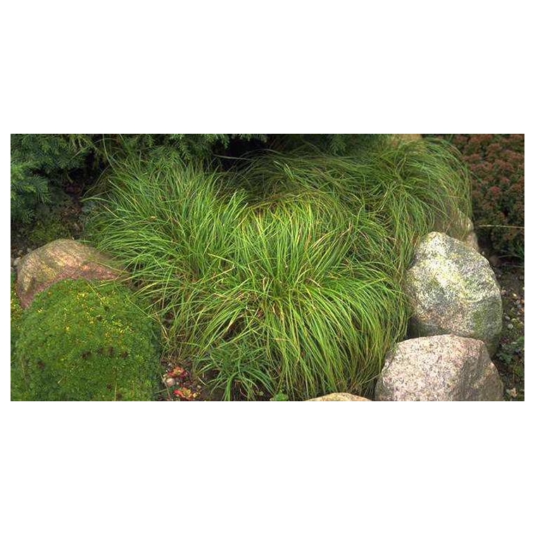 Carex carypophyllea'The Beatles'