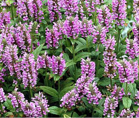 Nepeta nervosa'Pink Cat'