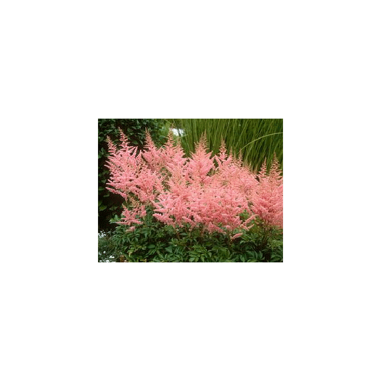 Astilbe arendsii'Cattleya' 