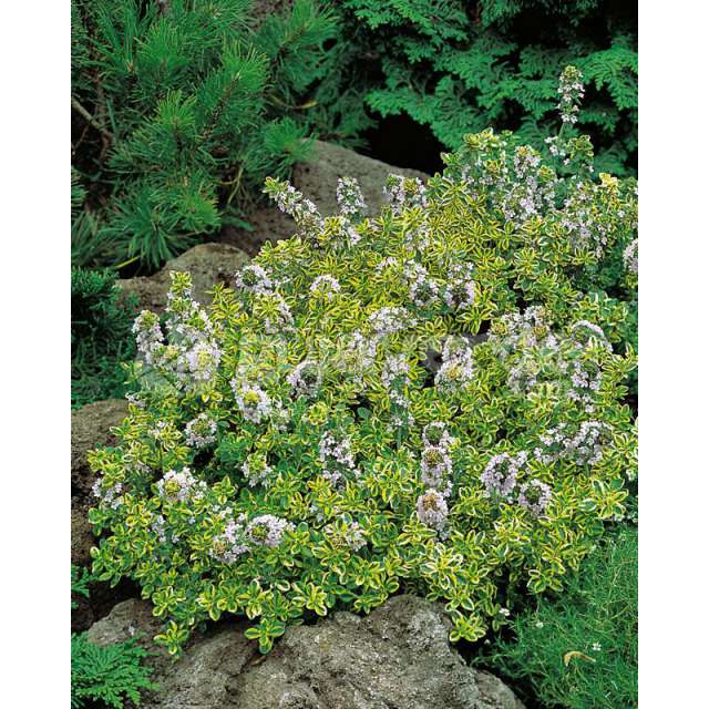 Thymus citriodorus'Lemon'