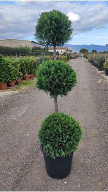 Cupressocyparis'Castle Wellan gold' 3 ball 