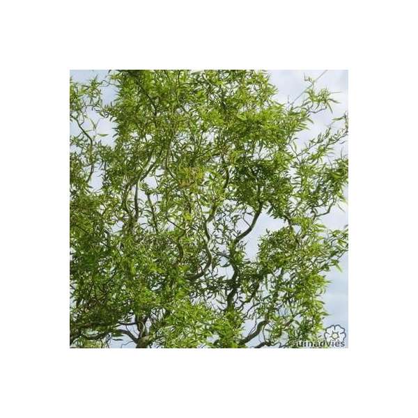 Salix babylonica'Tortuosa' 