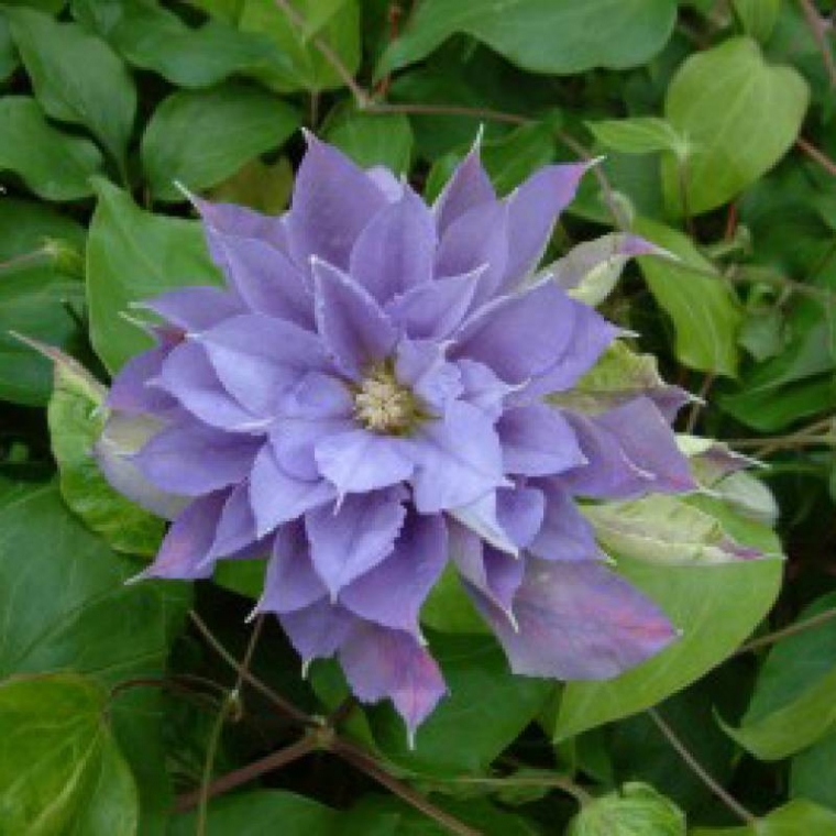 Clematis patens'Yvette Houry' 