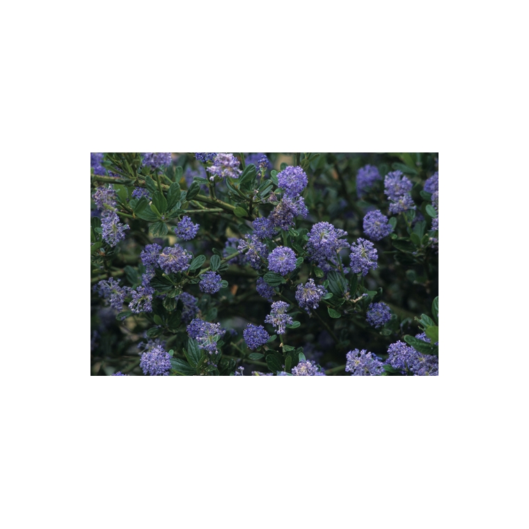 Ceanothus impressus'Victoria' 