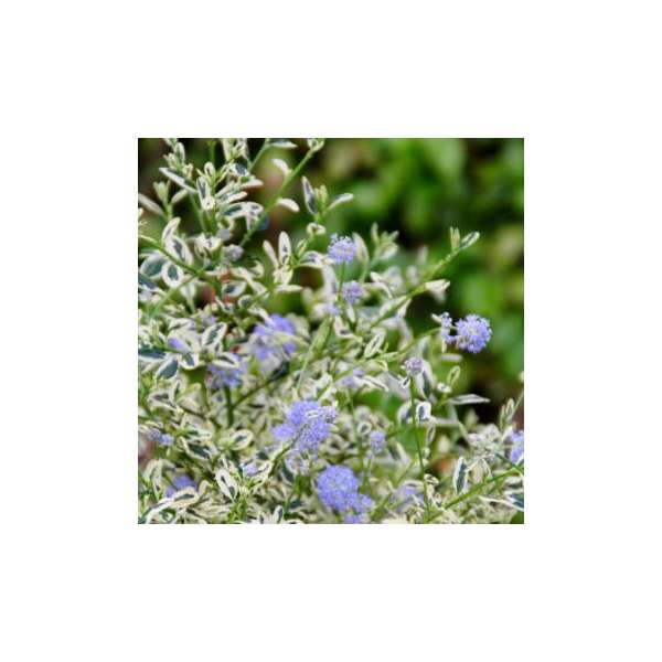 Ceanothus impresses'Cool Blue' 
